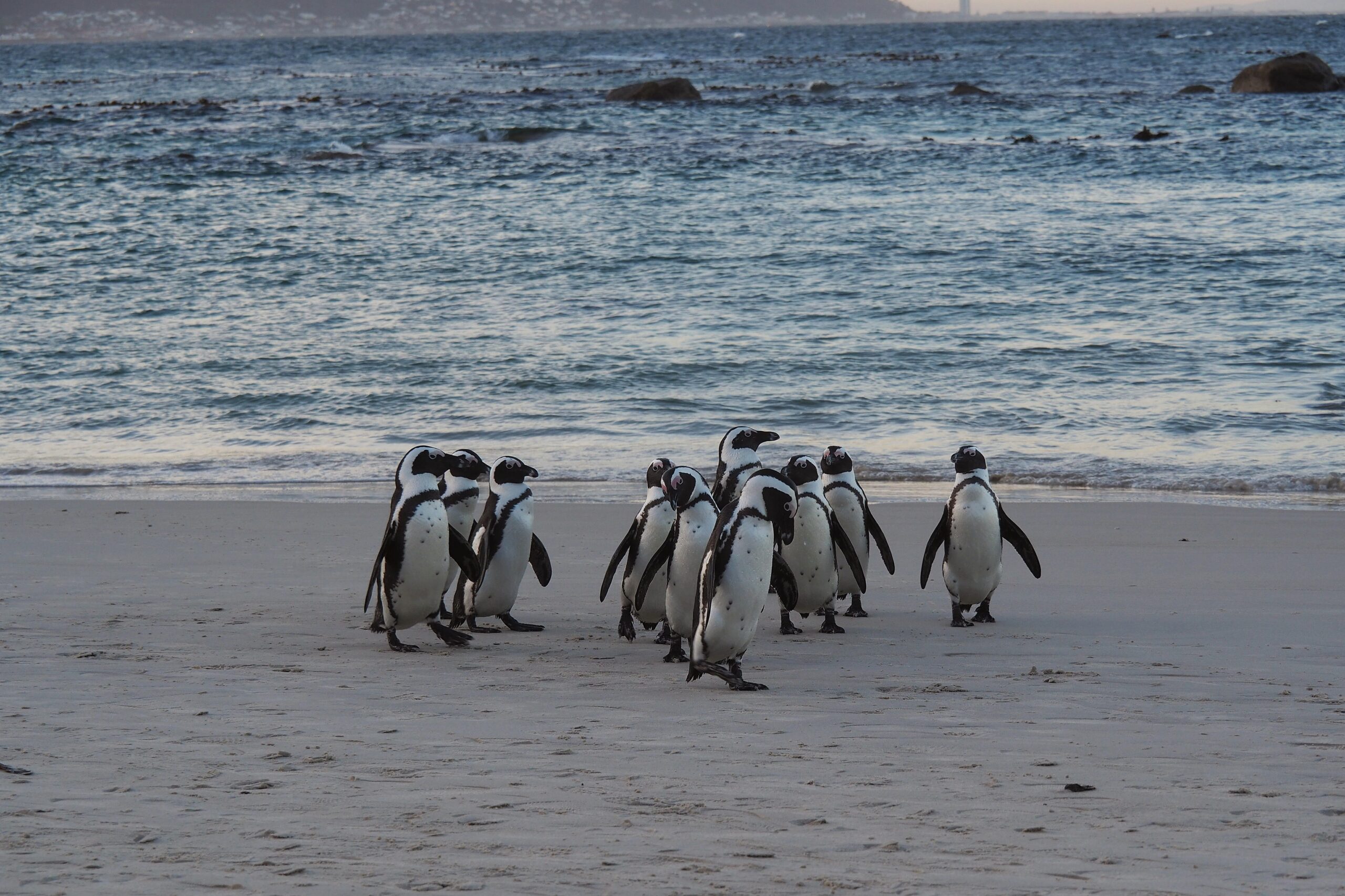Jihoafrická republika: velryby, města a hory
